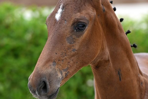 chacco-boy-de-will-z chacco-boy-de-will-z