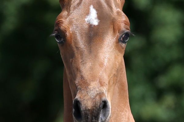 dreamer-vh-zand-z dreamer-vh-zand-z