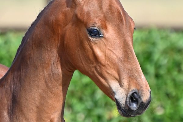 dame-blanche-aeg-z dame-blanche-aeg-z