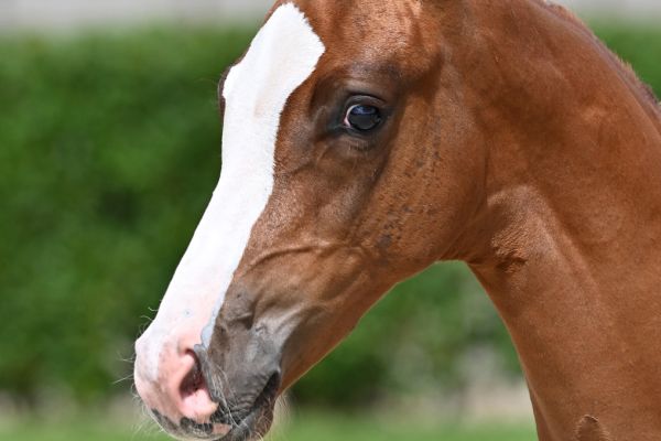 tagano-ts-z tagano-ts-z