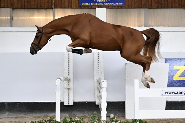 DECADANCE AC Z DECADANCE AC Z