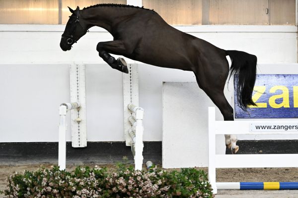 D'AMOUR VAN DEN HAZE Z D'AMOUR VAN DEN HAZE Z