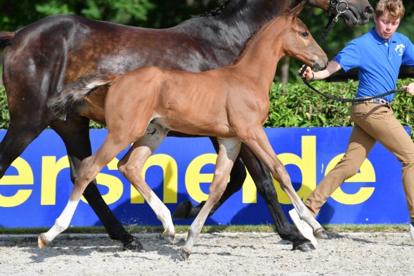 balou-2000-z balou-2000-z