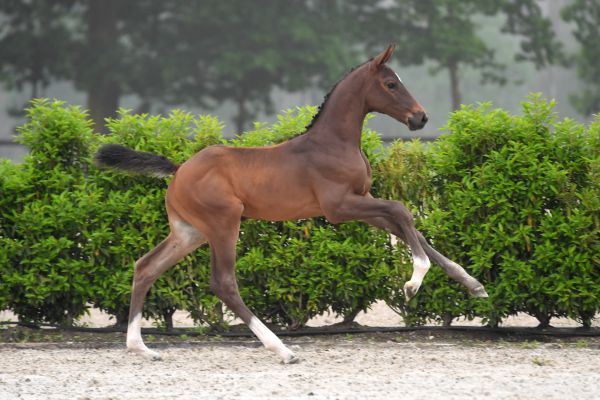 discovery-sd-z discovery-sd-z