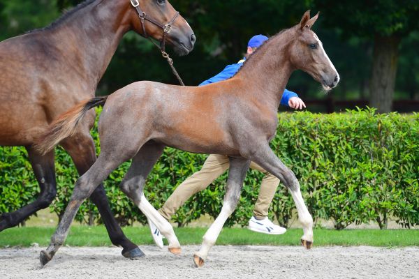 hades-de-regor-z hades-de-regor-z