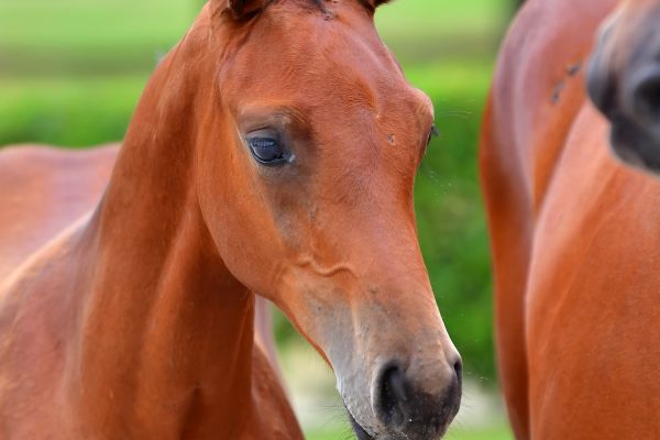 camita-s-z-1 camita-s-z-1
