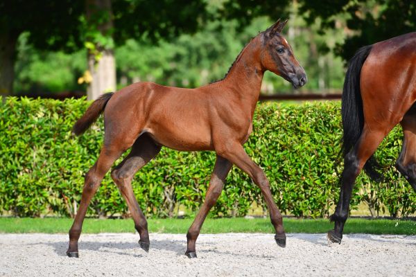 cartina-jl-z cartina-jl-z