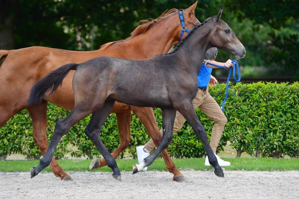 ci-beau-de-laubry-z ci-beau-de-laubry-z