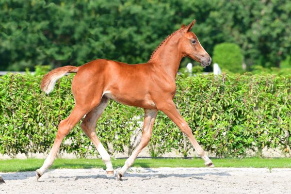 chaccol-z-49 chaccol-z-49