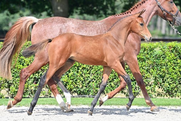 call-me-funky-z-77 call-me-funky-z-77