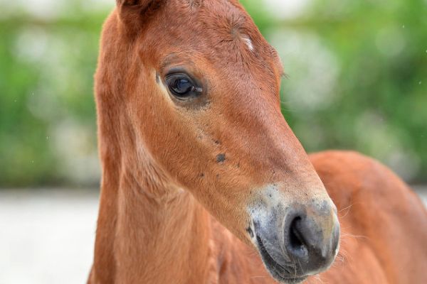 20200725-ga77525-1 20200725-ga77525-1