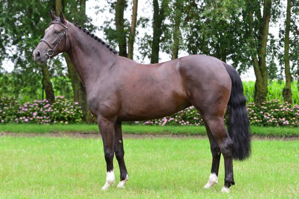 hopes-are-high-111-30 hopes-are-high-111-30