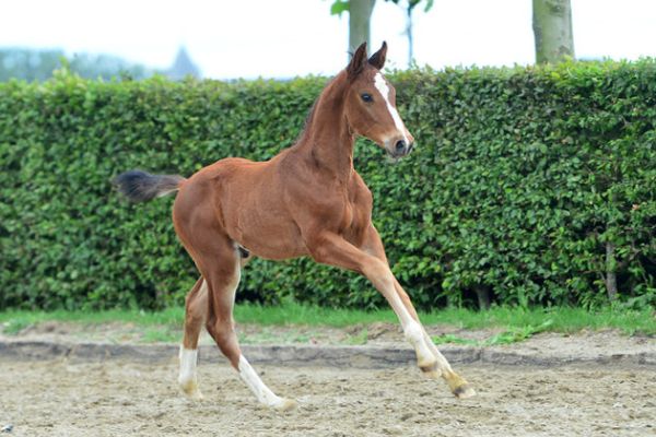 harun-vd-hunters-z-73 harun-vd-hunters-z-73