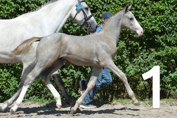 veiling-83_foto veiling-83_foto