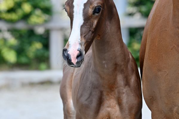 conthador-hrc-z-54 conthador-hrc-z-54