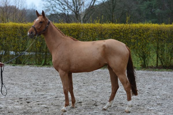 pippa-van-t-heike-93