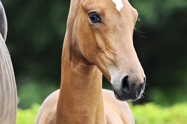Comme Vita vd Holstenhoeve Z Comme Vita vd Holstenhoeve Z
