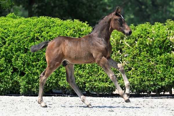 Chico van de Meeënheide Z 1