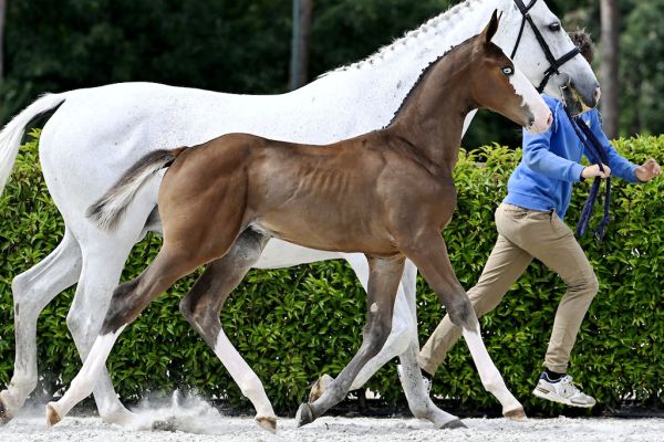 Aury 2000 Z  Aury 2000 Z