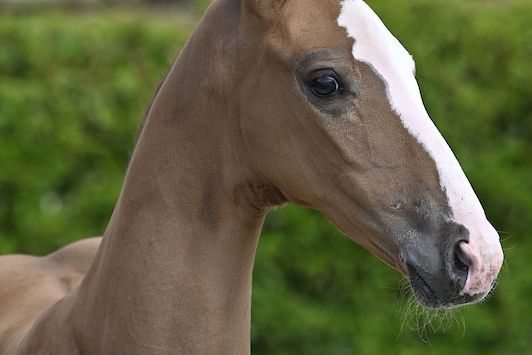 Aristides NN Z 2 Aristides NN Z 2