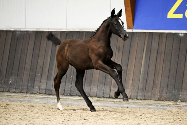 Chicalieta TD Z 3 Chicalieta TD Z 3