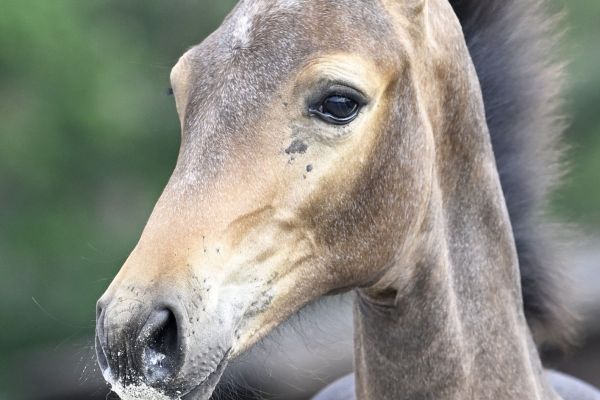 Ultra-Nova v/d Roten Z 2 Ultra-Nova v/d Roten Z 2