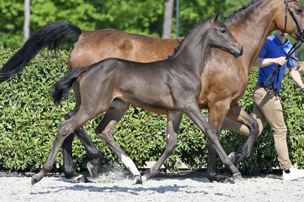 20230513-_PF20499 cleopatr a1 20230513-_PF20499 cleopatr a1