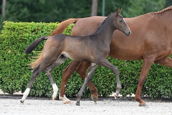 18 Clerans Star CH Z 18 Clerans Star CH Z