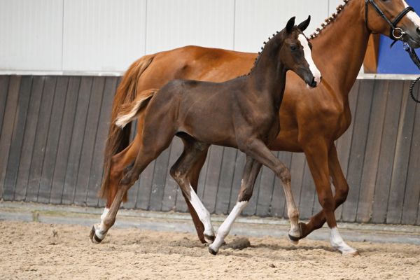 60 Handcrafted HSA Z 60 Handcrafted HSA Z