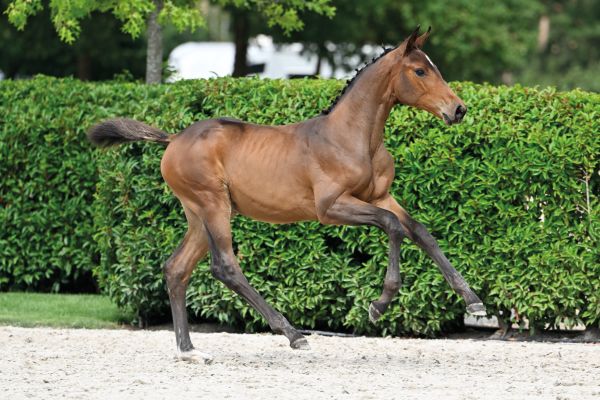 62 Chiamantina vd Berghoeve Z 62 Chiamantina vd Berghoeve Z