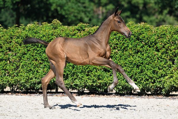 59 Cha Cha van WW 59 Cha Cha van WW