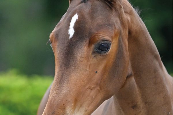 62 Chiamantina vd Berghoeve Z 62 Chiamantina vd Berghoeve Z