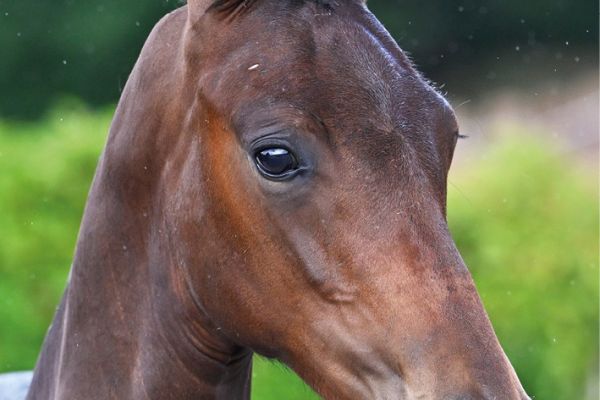 71 Cyclone T40 Z 71 Cyclone T40 Z