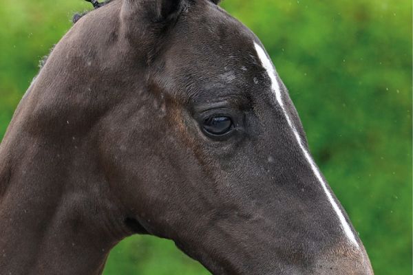 85 Baloutinka Diamond ML Z 85 Baloutinka Diamond ML Z