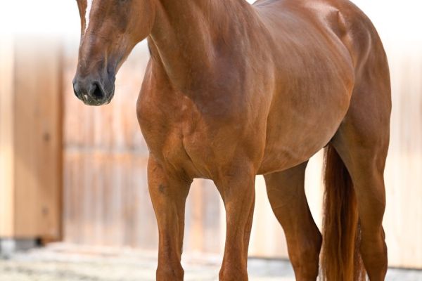 10 Elliot Z 10 Elliot Z