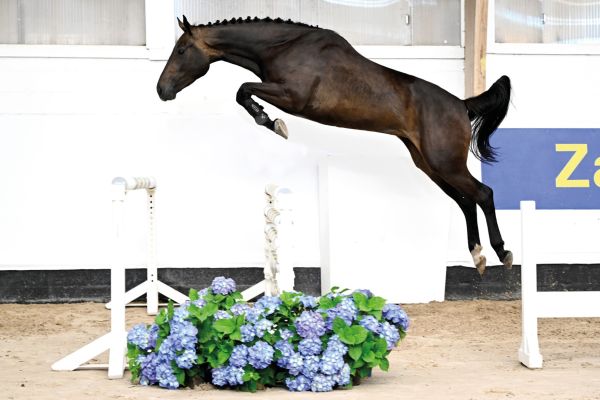 06 Dourka Van Het Exelhof Z 06 Dourka Van Het Exelhof Z