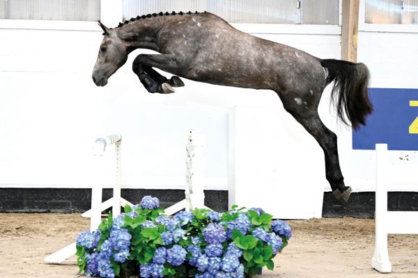 03 CC Magic Z 03 CC Magic Z