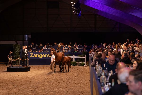 Quality Auction - Chagan Z - Foto Luana Mooibroek_ -1