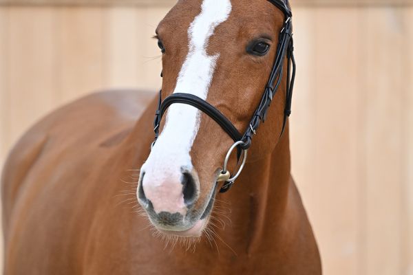 Lausanne Z Lausanne Z