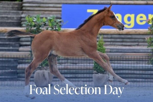 Foal Selection Day 1