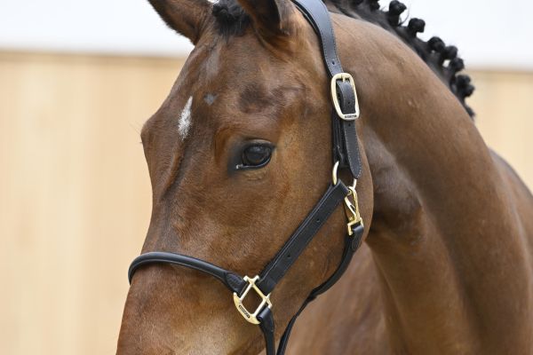 Foto hoofd Foto hoofd