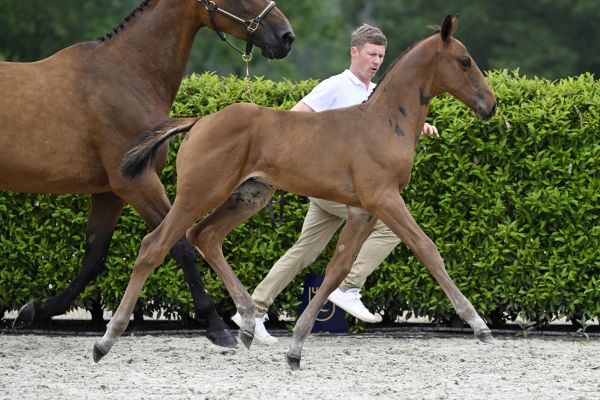 Chacco Blue x Goethe Caesar VDM Stud Z