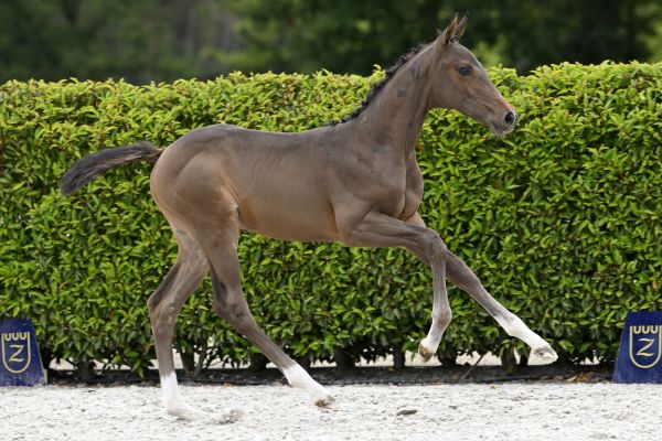 Chacco Blue x Diamant de Semilly Cadeau van 't Gebergte Z