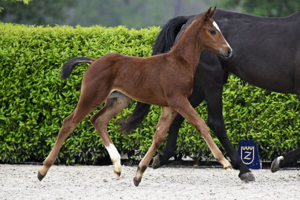Chacco Blue x Indoctro Clondike vd Braembeier Z