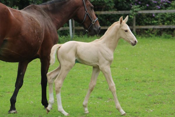 Dubaï du Bosquet Z  Dubaï du Bosquet Z