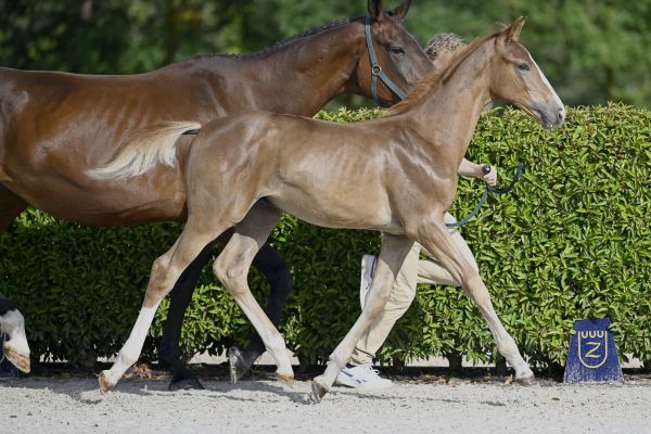 For Pleasure x Radjah d'Eole Fygo van Insha Z