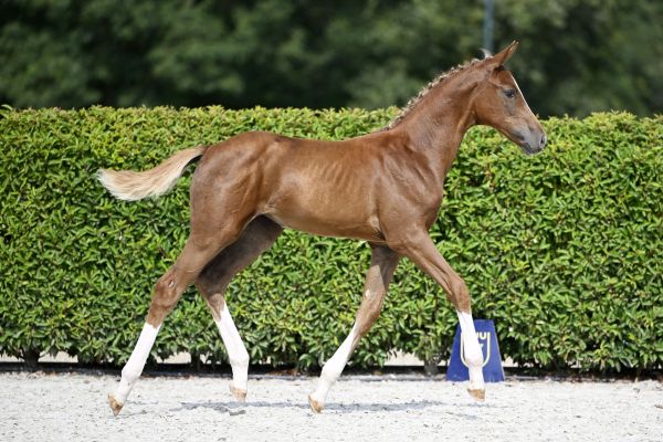 Emerald x Darco Emily in Paris Z