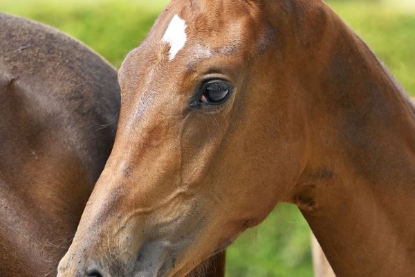 Chacco Blue x Taloubet Z Chaccolina Z