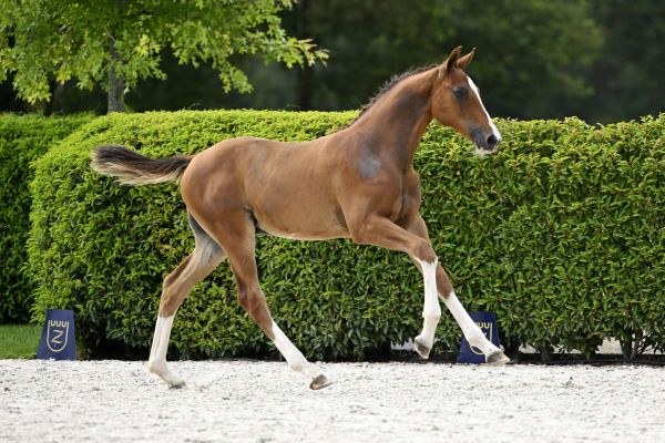 Berlin x Heartbreaker Bellini V.V. Z