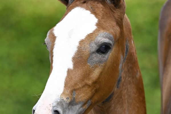 Mylord Carthago x Ogano Sitte Musthave v/d Braembeier Z